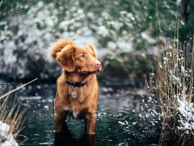 水体上的短毛棕色狗